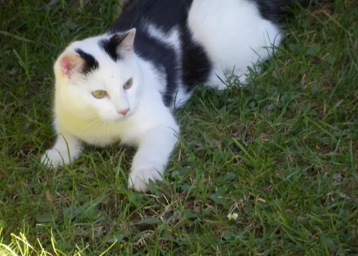 Gollehenhof * סנט יוהן אים פונגאו